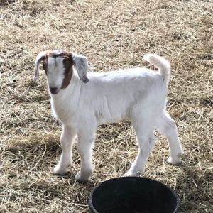 Meet your Posher, Ricky